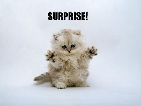 kitten-surprise-31